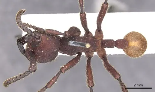 Nomamyrmex esenbeckii - CASENT0902666