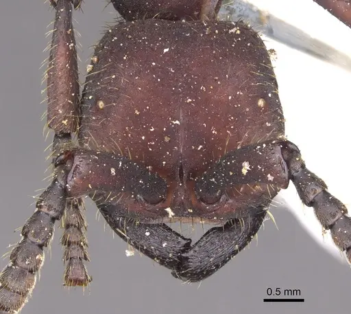 Nomamyrmex esenbeckii - CASENT0902666