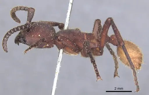 Nomamyrmex esenbeckii - CASENT0902666