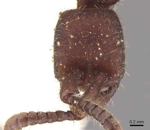 Nomamyrmex esenbeckii - CASENT0902667