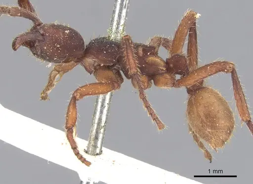 Nomamyrmex esenbeckii - CASENT0902667