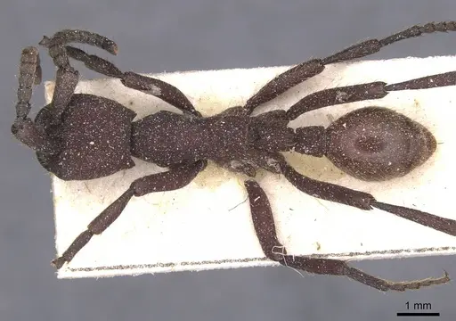 Nomamyrmex esenbeckii - CASENT0911406