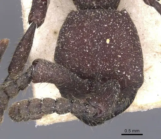 Nomamyrmex esenbeckii - CASENT0911406