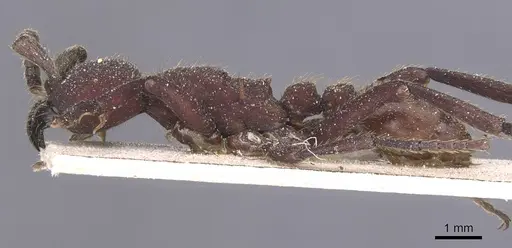 Nomamyrmex esenbeckii - CASENT0911406