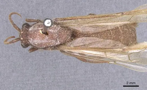 Nomamyrmex esenbeckii - CASENT0911407