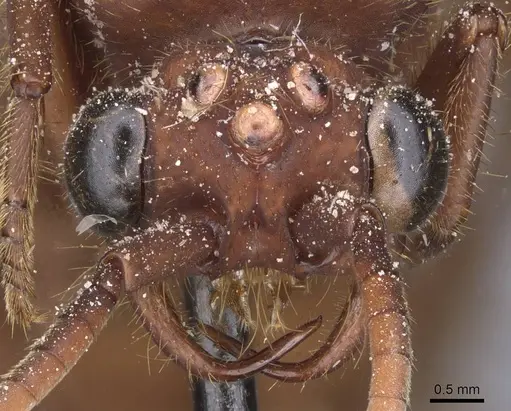 Nomamyrmex esenbeckii - CASENT0911407