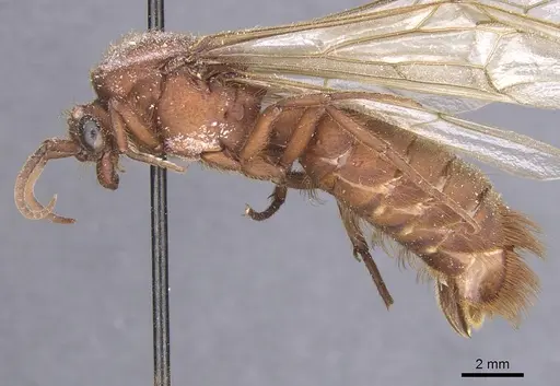 Nomamyrmex esenbeckii - CASENT0911407