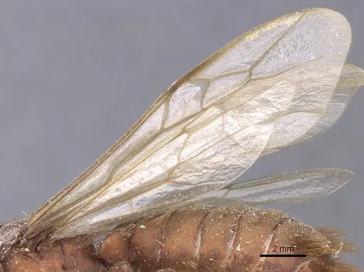 Nomamyrmex esenbeckii - CASENT0911407