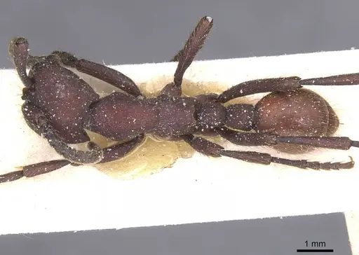 Nomamyrmex esenbeckii - CASENT0911408