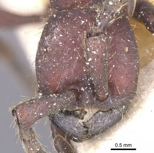 Nomamyrmex esenbeckii - CASENT0911408