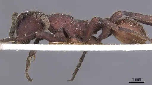 Nomamyrmex esenbeckii - CASENT0911408