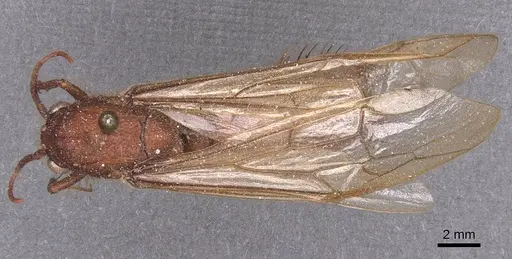 Nomamyrmex esenbeckii - CASENT0911409