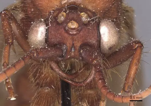 Nomamyrmex esenbeckii - CASENT0911409