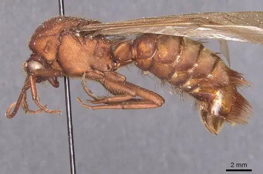 Nomamyrmex esenbeckii - CASENT0911409