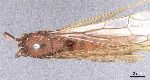 Nomamyrmex esenbeckii - CASENT0911410