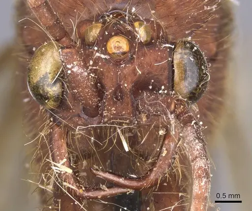 Nomamyrmex esenbeckii - CASENT0911410