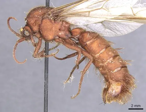 Nomamyrmex esenbeckii - CASENT0911410