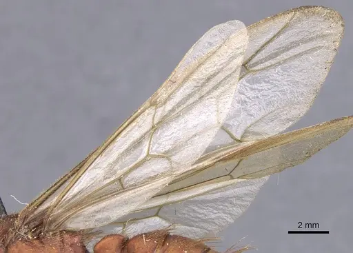 Nomamyrmex esenbeckii - CASENT0911410