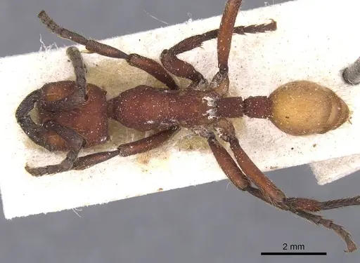 Nomamyrmex esenbeckii - CASENT0911411