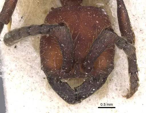 Nomamyrmex esenbeckii - CASENT0911411