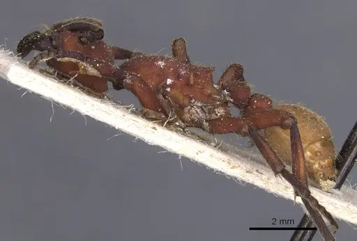 Nomamyrmex esenbeckii - CASENT0911411