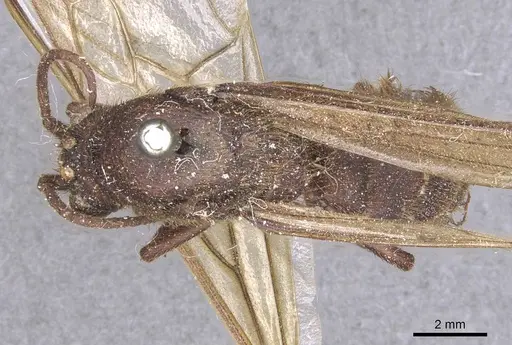 Nomamyrmex esenbeckii - CASENT0911412