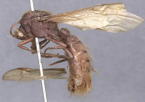 Nomamyrmex esenbeckii - CASENT0911412