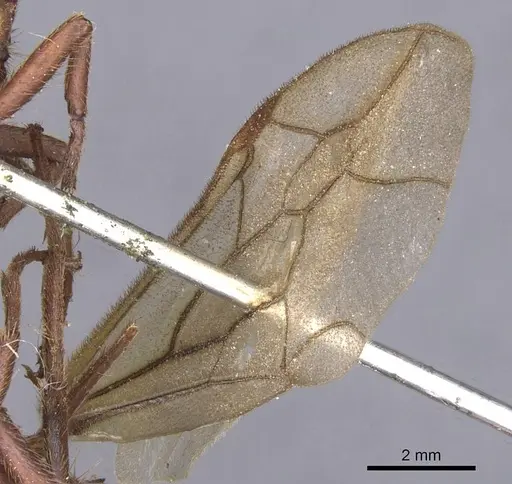 Nomamyrmex esenbeckii - CASENT0911412