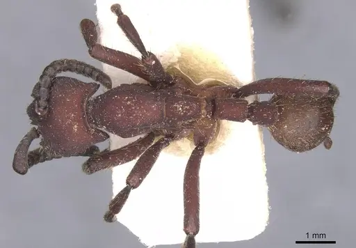 Nomamyrmex esenbeckii - CASENT0911413