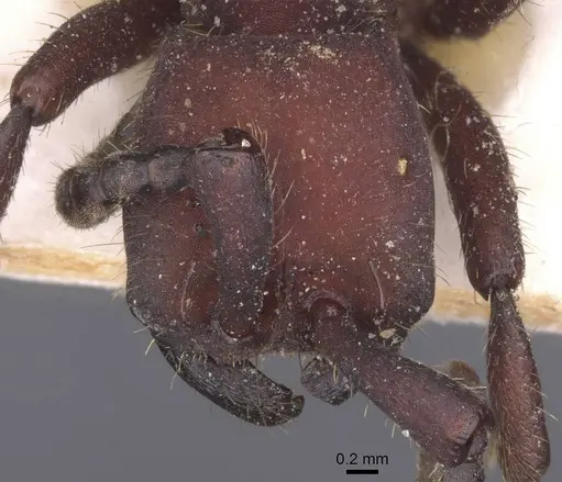 Nomamyrmex esenbeckii - CASENT0911413