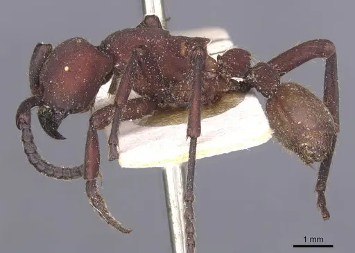 Nomamyrmex esenbeckii - CASENT0911413