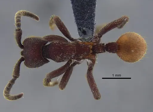 Nomamyrmex esenbeckii - CBUMAGENT41858