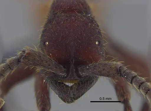 Nomamyrmex esenbeckii - CBUMAGENT41858