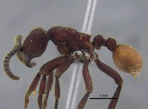 Nomamyrmex esenbeckii - CBUMAGENT41858