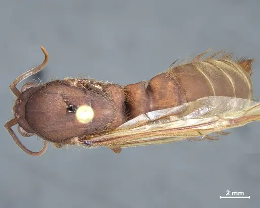 Nomamyrmex esenbeckii - DZUP550219