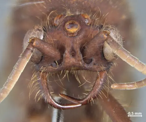 Nomamyrmex esenbeckii - DZUP550219