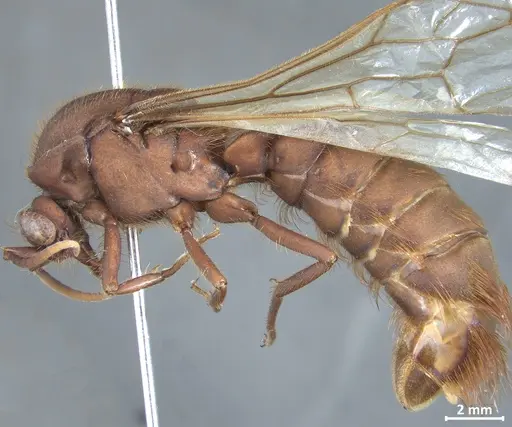 Nomamyrmex esenbeckii - DZUP550219