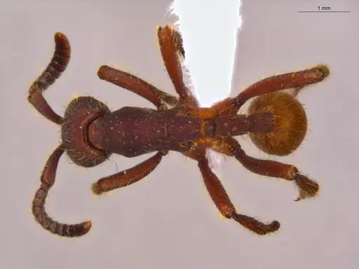 Nomamyrmex esenbeckii - ECOFOG-CSG15-0184-01