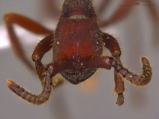 Nomamyrmex esenbeckii - ECOFOG-CSG15-0184-01