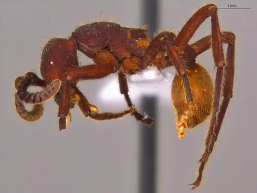 Nomamyrmex esenbeckii - ECOFOG-CSG15-0184-01