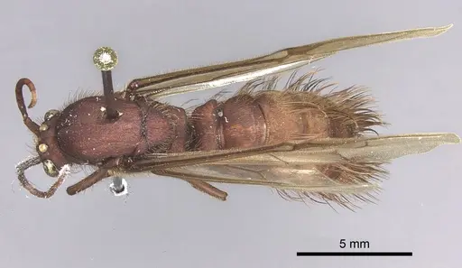 Nomamyrmex esenbeckii - INBIOCRI001283647