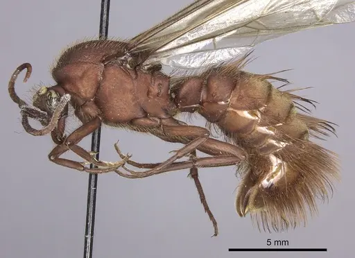 Nomamyrmex esenbeckii - INBIOCRI001283647