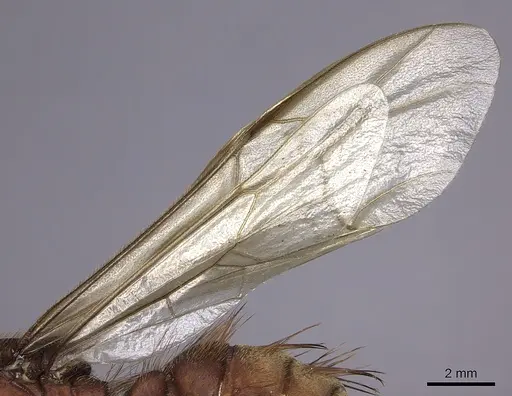 Nomamyrmex esenbeckii - INBIOCRI001283647