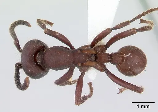 Nomamyrmex hartigii specimen
