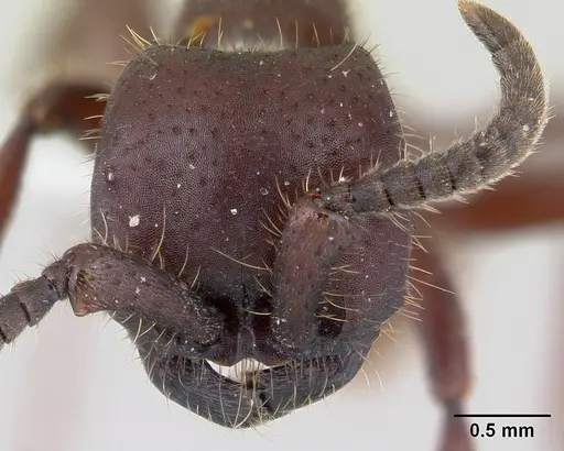 Nomamyrmex hartigii specimen