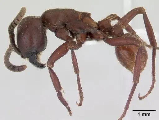 Nomamyrmex hartigii specimen