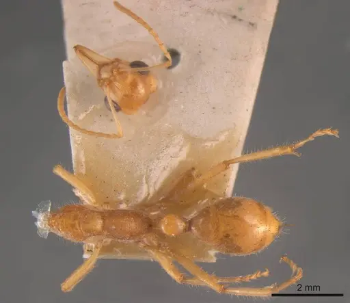 Nothomyrmecia macrops specimen