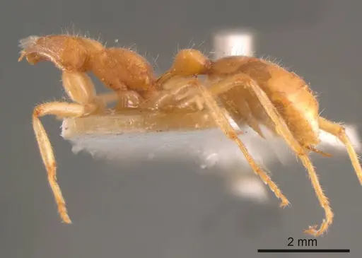 Nothomyrmecia macrops specimen