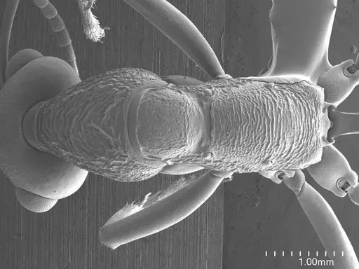 Nothomyrmecia macrops - ANTWEB1008555