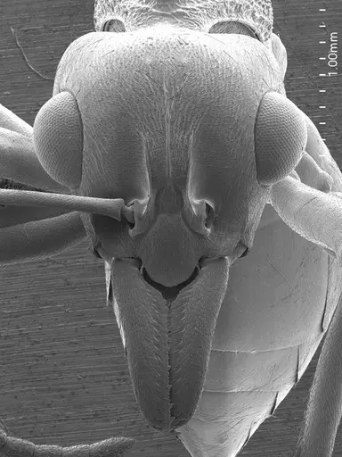 Nothomyrmecia macrops - ANTWEB1008555